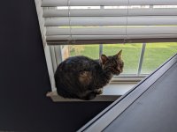 cat.jpg cat.jpg