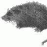 oPossum